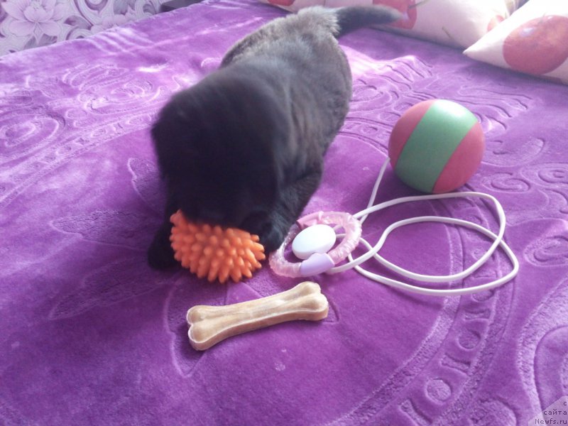 Фото: ньюфаундленд Braunblad MSK Berta Lenora (Браунблад МСК Берта Ленора)