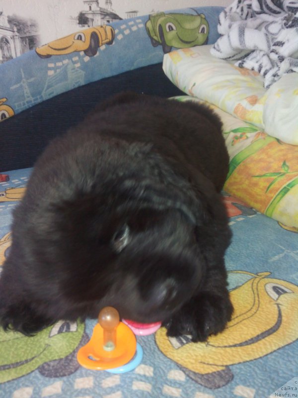 Фото: ньюфаундленд Braunblad MSK Berta Lenora (Браунблад МСК Берта Ленора)