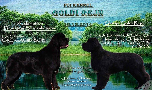 Фото: ньюфаундленд Aragon Goldi Rejn