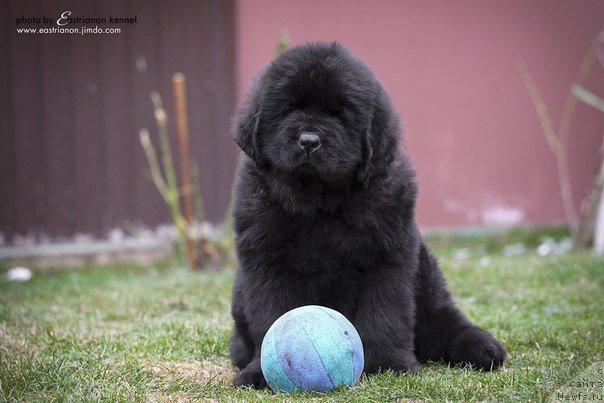 Фото: ньюфаундленд Aragon Goldi Rejn