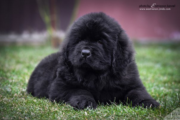 Фото: ньюфаундленд Aragon Goldi Rejn