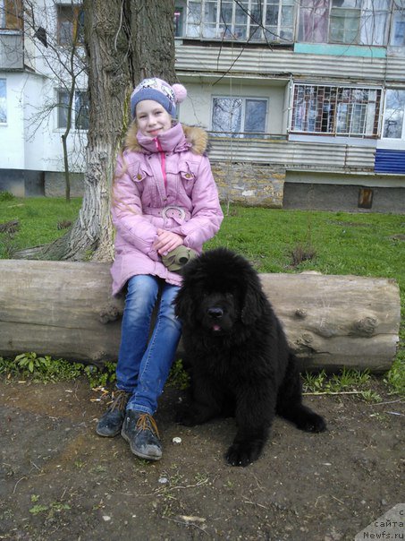 Фото: ньюфаундленд Aragon Goldi Rejn