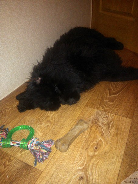 Фото: ньюфаундленд Aragon Goldi Rejn