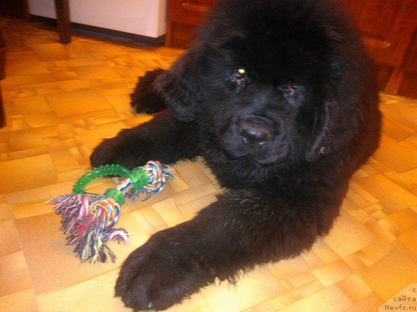 Фото: ньюфаундленд Aragon Goldi Rejn