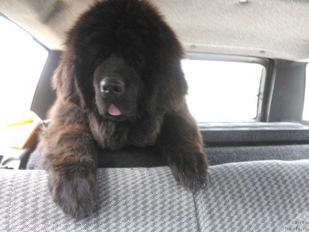Фото: ньюфаундленд Aragon Goldi Rejn