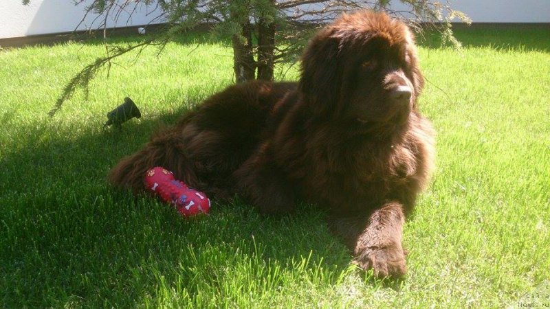 Фото: ньюфаундленд N'yufort Vivian (Ньюфорт Вивиан)