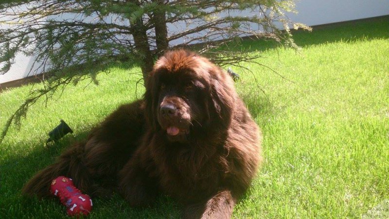 Фото: ньюфаундленд N'yufort Vivian (Ньюфорт Вивиан)