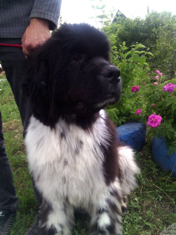 Фото: ньюфаундленд Piternyuf I'll Stand By You (Питерньюф И'лл Станд Бу Уоу)