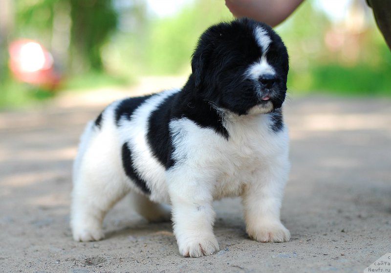 Фотография № 208395