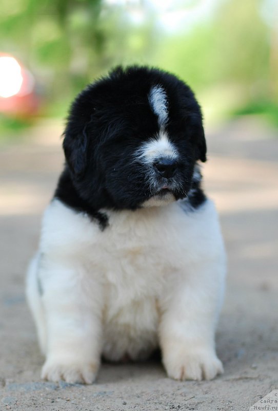 Фотография № 208397