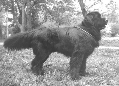 Фото: ньюфаундленд Oliv'e De Lya YUns (Оливье Де Ля Юнс)