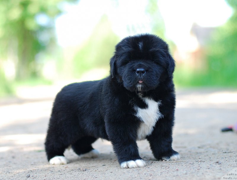 Фотография № 208400