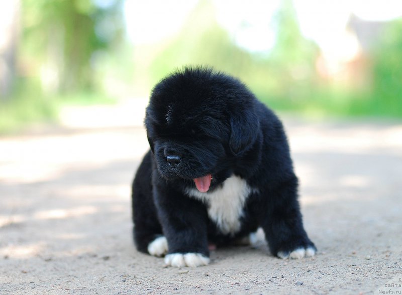 Фотография № 208401