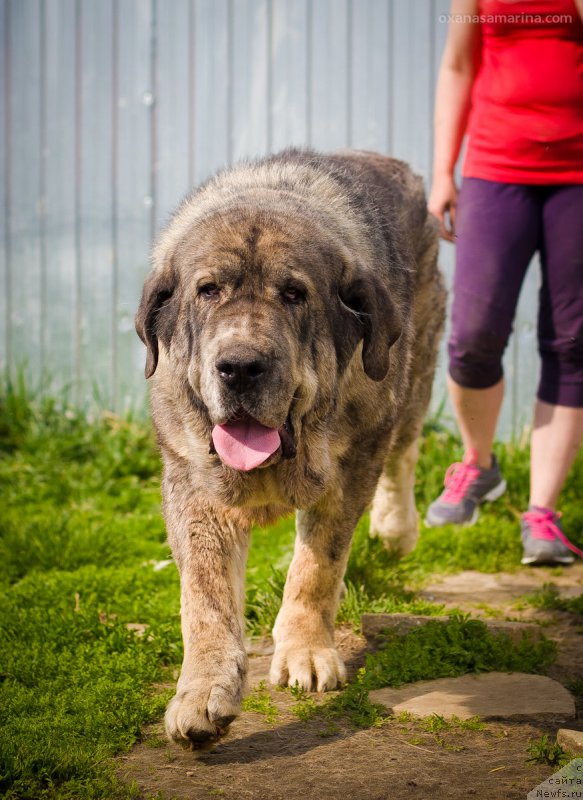 Фото: ньюфаундленд N'yufort Bestseller (Ньюфорт Бестселлер)