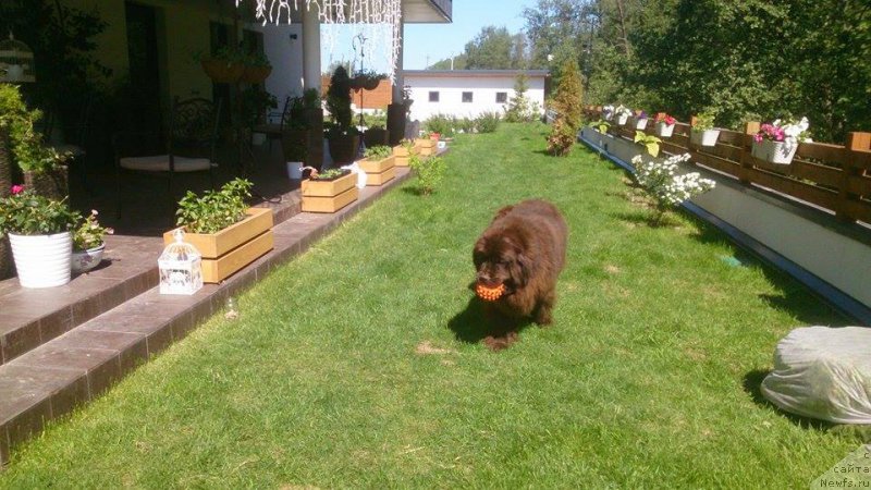 Фото: ньюфаундленд N'yufort Vivian (Ньюфорт Вивиан)