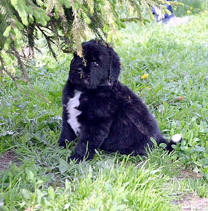 Фотография № 208429