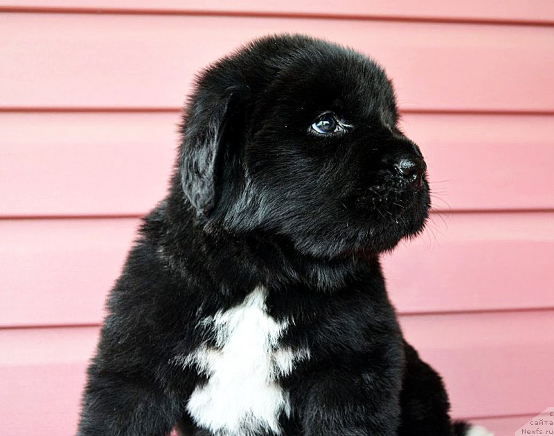 Фото: Помет 