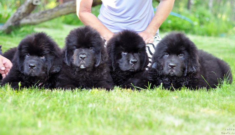 Фото: Помет 