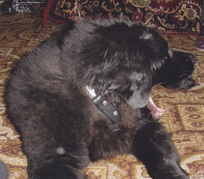 Фотография № 208438