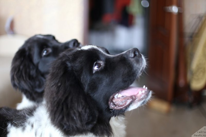 Фото: ньюфаундленд Bering ot Karel'skih Medvedey (Беринг от Карельских Медведей)