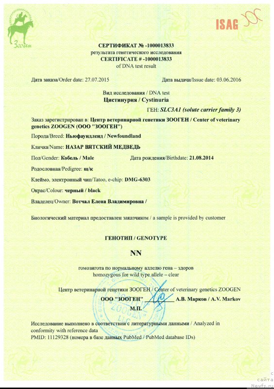 Фото: ньюфаундленд Nazar Vyatskiy Medved (Назар Вятский Медведь)
