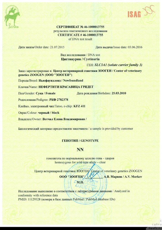 Фото: ньюфаундленд Nefertiti Krasavica Gryadet (Нефертити Красавица Грядет)