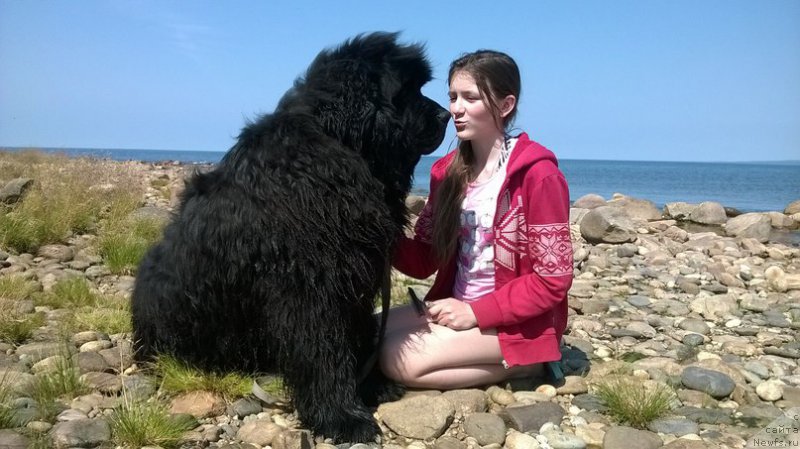 Фото: ньюфаундленд Akvatoriya Kelvin Ural'skiy Favorit (Акватория Келвин Уральский Фаворит)