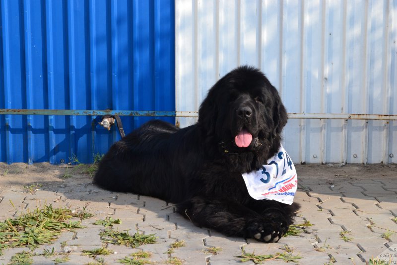 Фото: ньюфаундленд Akvatoriya Kelvin Ural'skiy Favorit (Акватория Келвин Уральский Фаворит)
