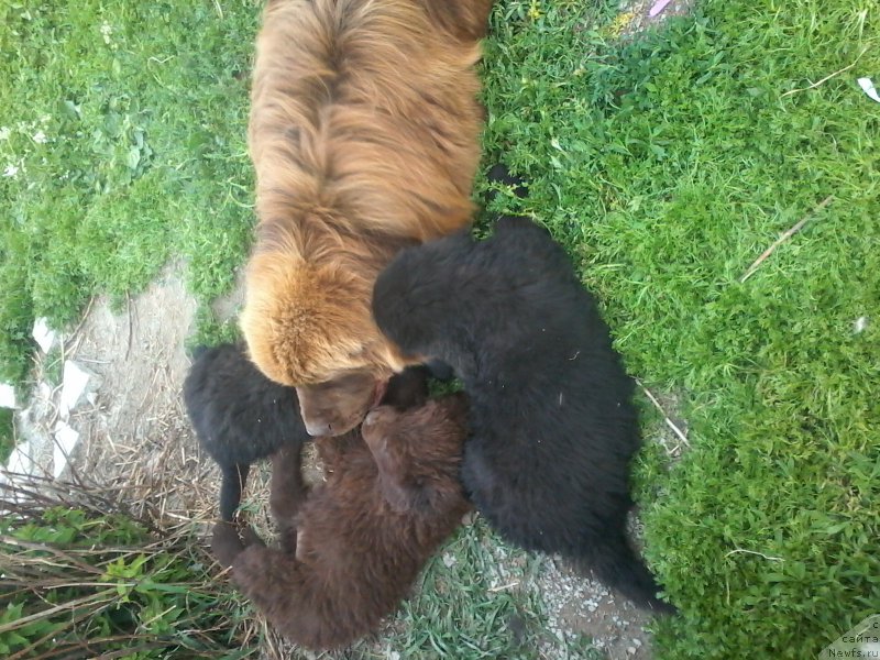 Фото: ньюфаундленд Brownblood MSK Hakim Gold Haydar (Браунблад МСК Хаким Голд Хайдар)