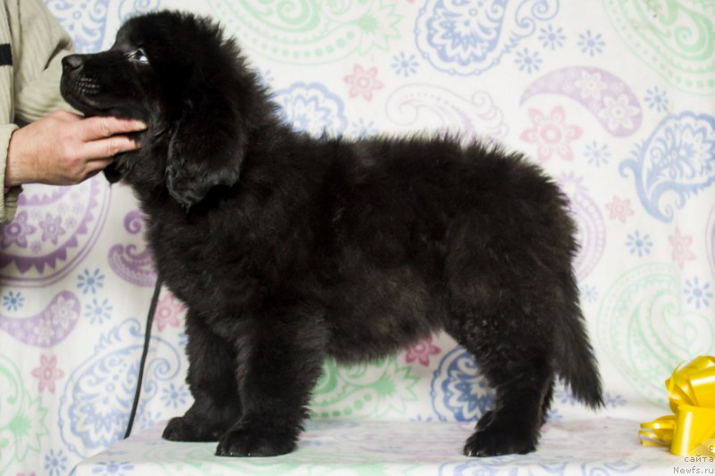 Фото: ньюфаундленд Siciliya Blyek Rouz (Сицилия Блэк Роуз)