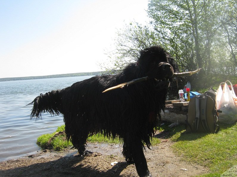 Фото: ньюфаундленд Vin Dizel' dlya N'yufort (Вин Дизель для Ньюфорт)