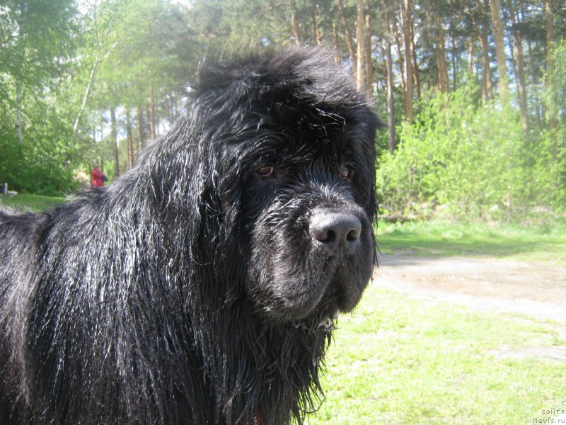 Фото: ньюфаундленд Vin Dizel' dlya N'yufort (Вин Дизель для Ньюфорт)