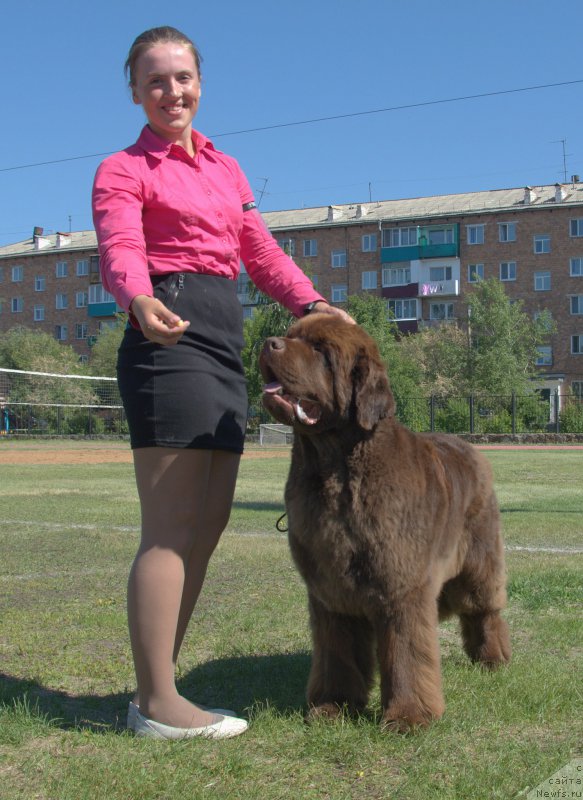 Фото: ньюфаундленд Plushevaya Panda Giorgio Beuerlu Hills (Плюшевая Панда Гиоргио Беуерлу Хиллс)