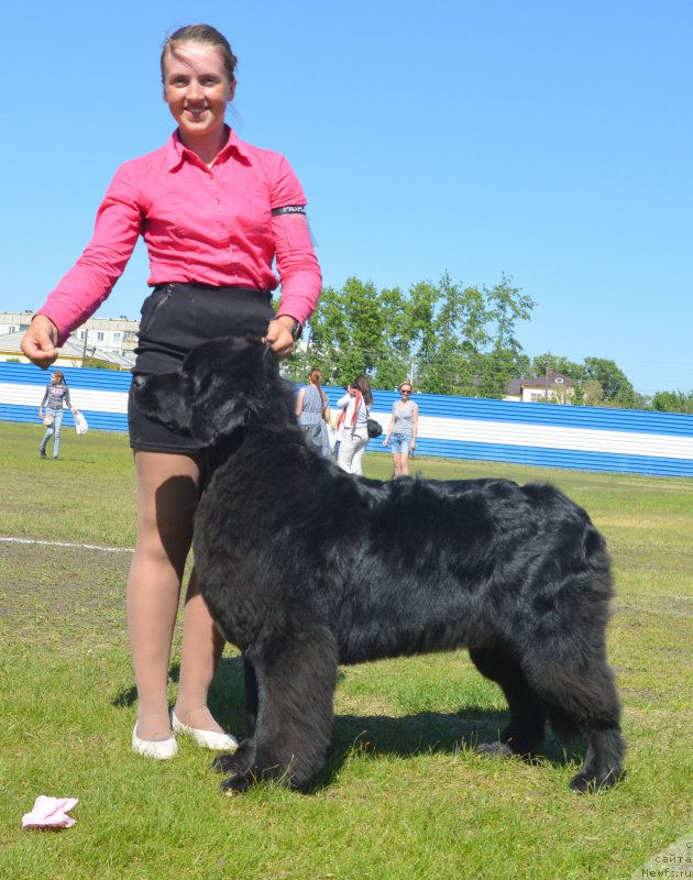 Фото: ньюфаундленд Dancing Butterfly iz Arkaima (Дэнсинг Баттерфлай из Аркаима)