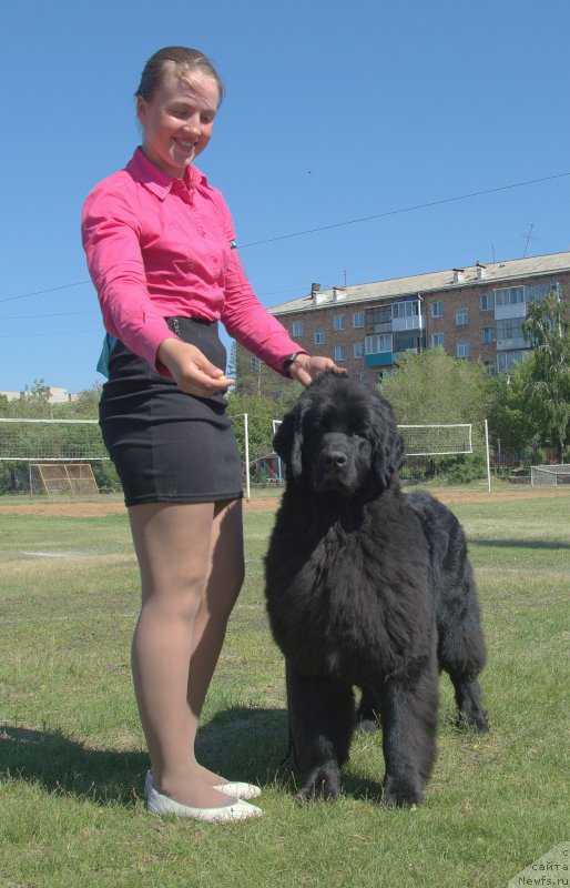 Фото: ньюфаундленд Dancing Butterfly iz Arkaima (Дэнсинг Баттерфлай из Аркаима)