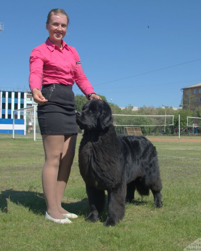 Фото: ньюфаундленд Dancing Butterfly iz Arkaima (Дэнсинг Баттерфлай из Аркаима)