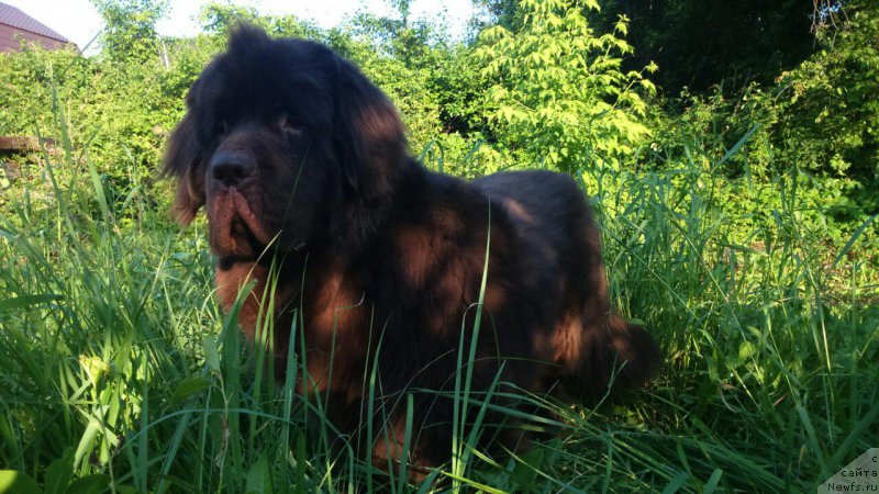 Фото: ньюфаундленд CHernyiy SHarm Denzel Vashington (Черный Шарм Дензел Вашингтон)