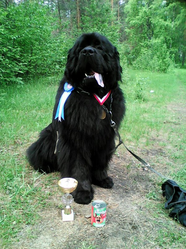 Фото: ньюфаундленд Blek Genius Brilliant (Блек Гениус Бриллиант)