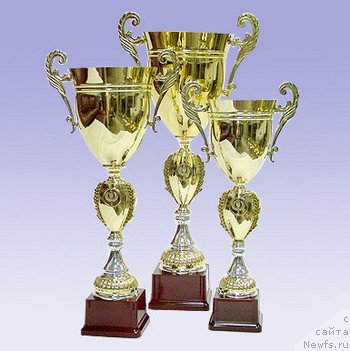 Фото: ньюфаундленд Belaya Noch' ot Karel'skih Medvedey (Белая Ночь от Карельских Медведей)