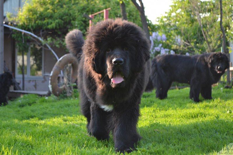 Фото: ньюфаундленд Talisman Morya La-Valetta (Талисман Моря Ла-Валетта)