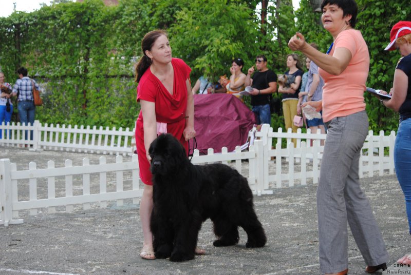 Фото: ньюфаундленд Harrieta Embodiment of a Great Pretender (Хариетта Ембодимент оф а Греат Претендер)