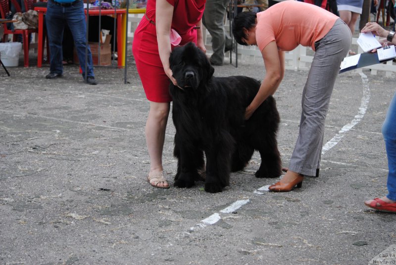 Фото: ньюфаундленд Harrieta Embodiment of a Great Pretender (Хариетта Ембодимент оф а Греат Претендер)