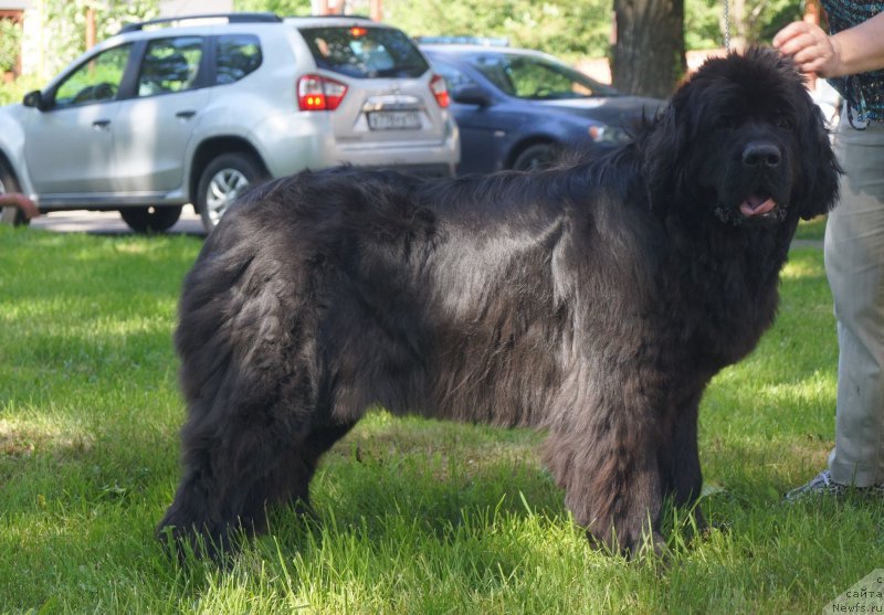 Фото: ньюфаундленд Jolie Mademuaselle iz Volotova (Жоли Мадемуазель из Волотова)