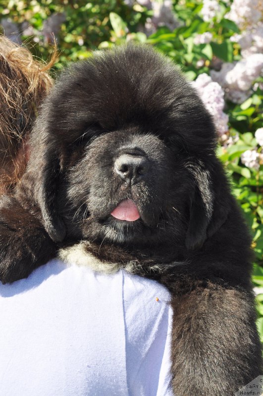 Фотография № 208495