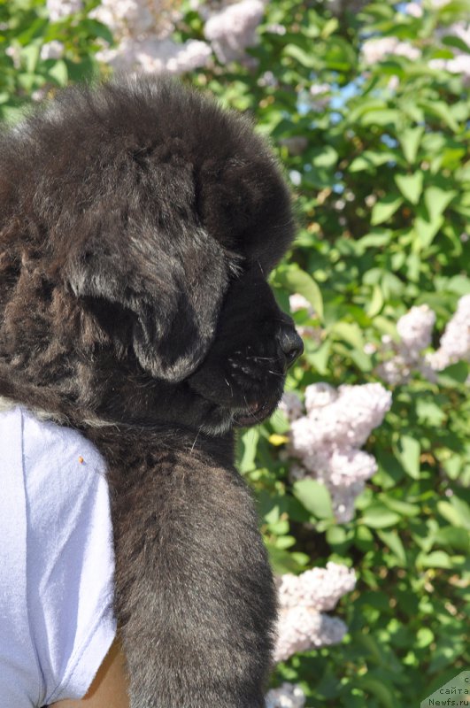 Фотография № 208496