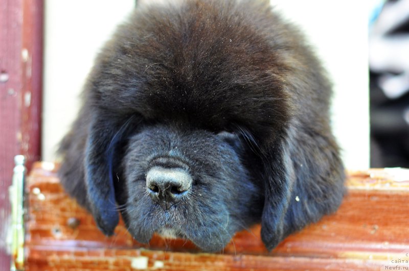 Фотография № 208497