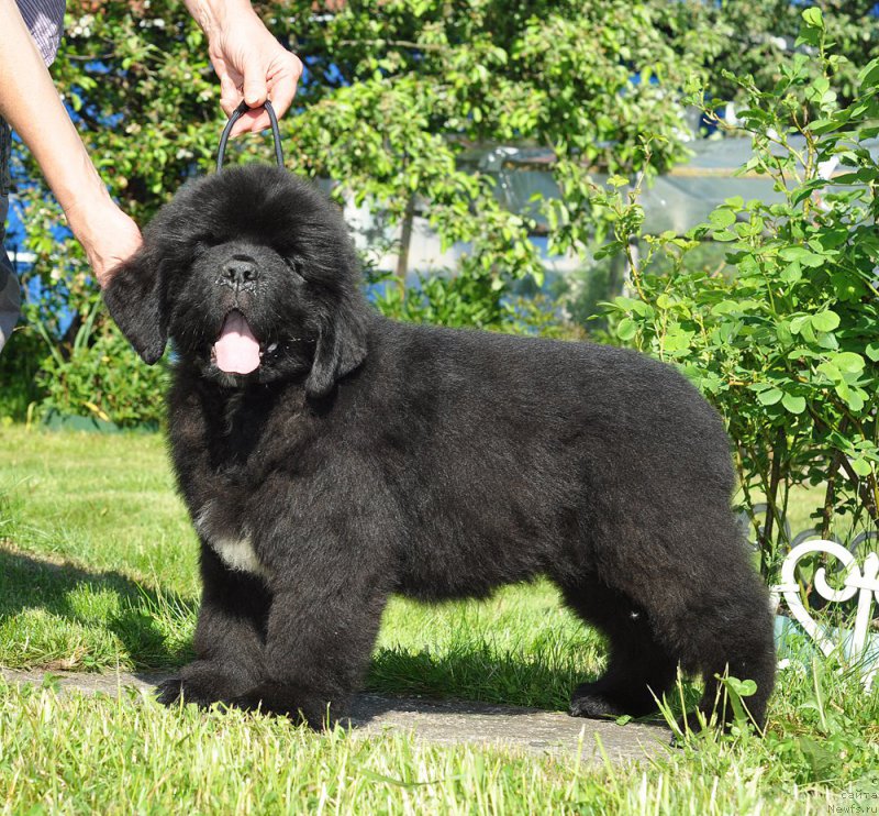 Фотография № 208498