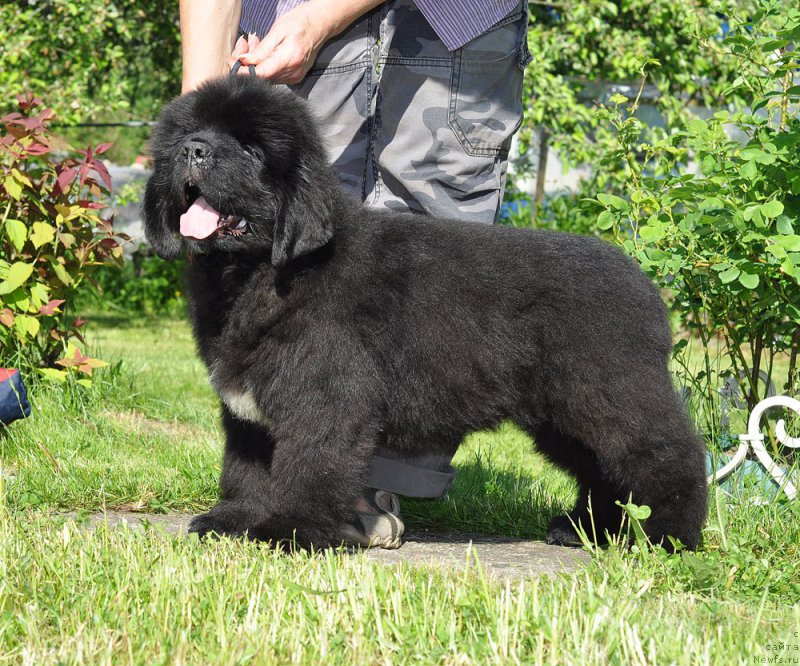 Фотография № 208499