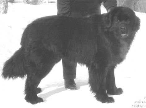 Фото: ньюфаундленд Panch (Панч)