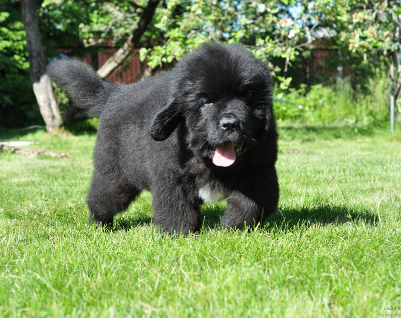 Фотография № 208502